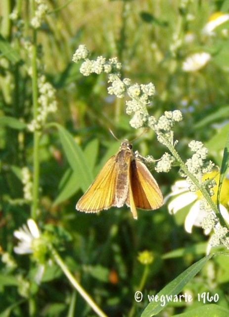 Foto von Dickkopffalter Thymelicus sylvestris