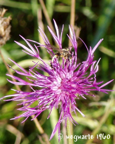 Foto von Wiesenflockenblume Centaurea jacea und Knotenwespe