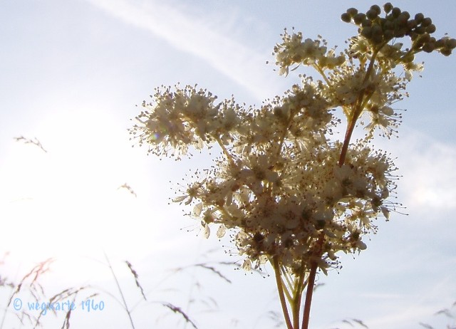 Foto von Mädesüß Filipendula ulmaria