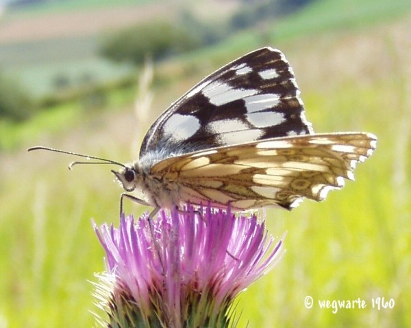 Foto von Schachbrett Melanargia galathea