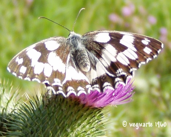 Foto von Schachbrett Melanargia galathea mit geöffneten Flügeln