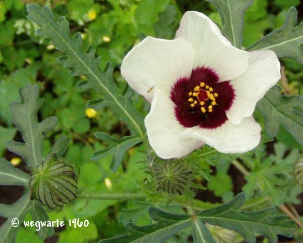 Foto von Stundenblume Hibiscus trionum