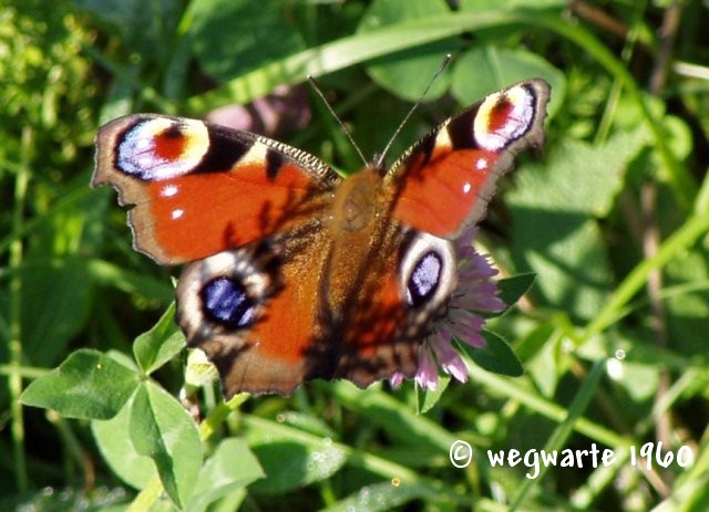 Foto von Tagpfauenauge Inachis io