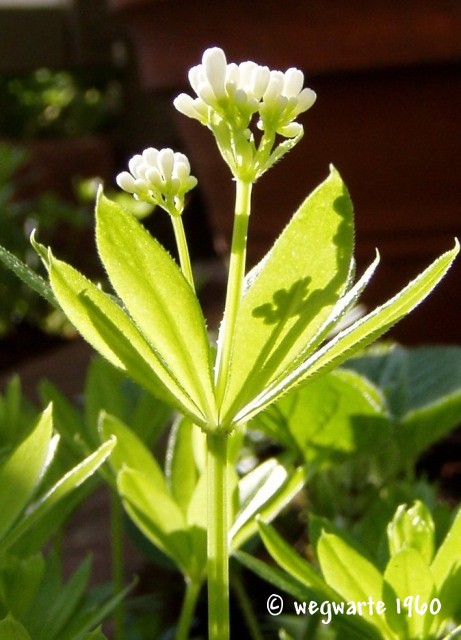 Foto von Waldmeister Galium odoratum