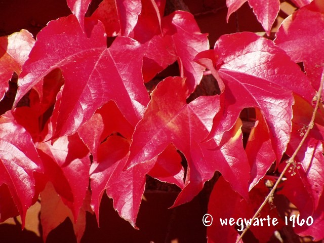 Foto von Wilder Wein Parthenocissus tricuspidata