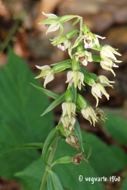 Foto von Breitblättrige Stendelwurz Epipactis helleborine