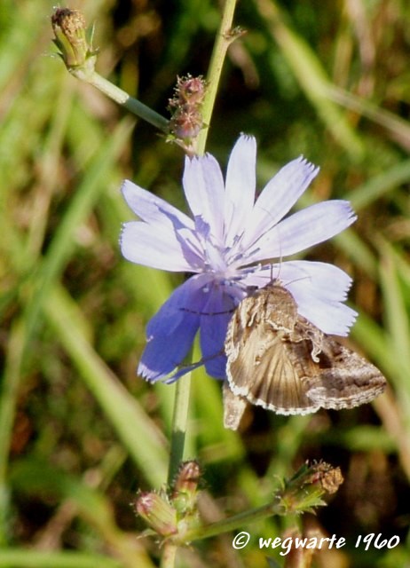 Foto von Gammaeule Autographa gamma