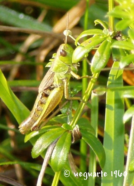 Foto von gemeiner Grashüpfer Chorthippus parallelus