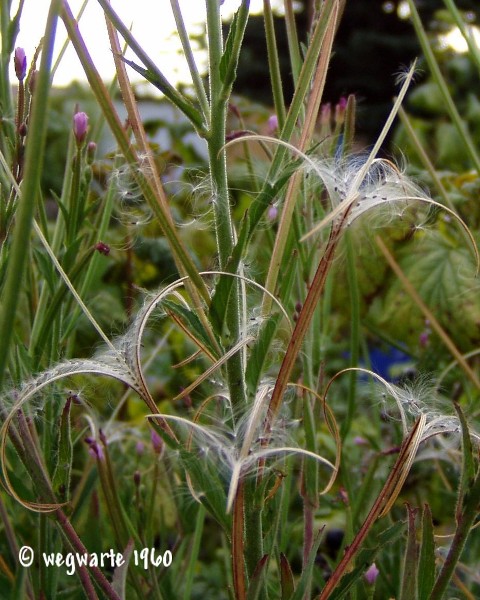 Foto von kleinblütiges Weidenröschen Epilobium parflorum