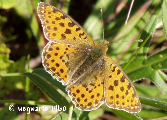 Foto von kleiner Perlmutterfalter Issoria lathonia