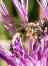 zur Flockenblume